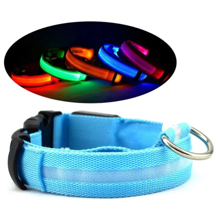 Dog wearing glowing orange LED collar at night