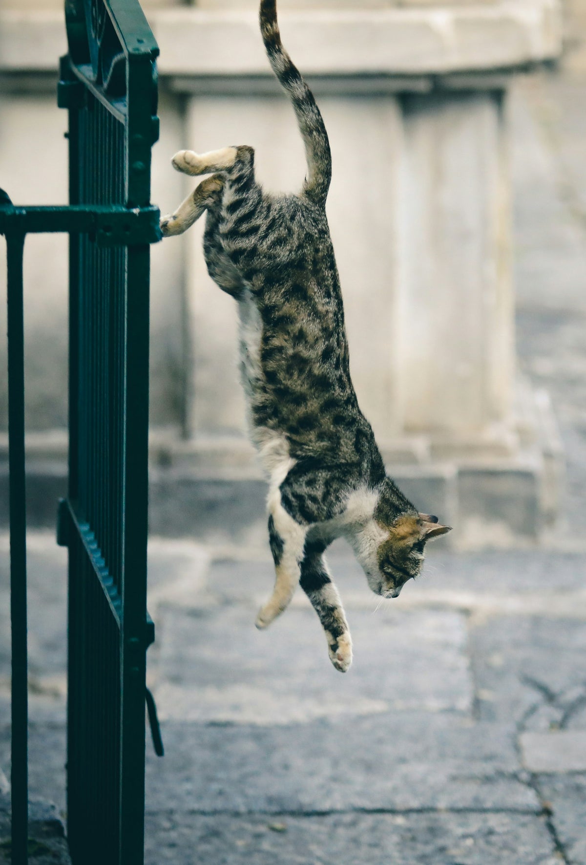 Grey and white cat mid-jump, full of zoomies energy