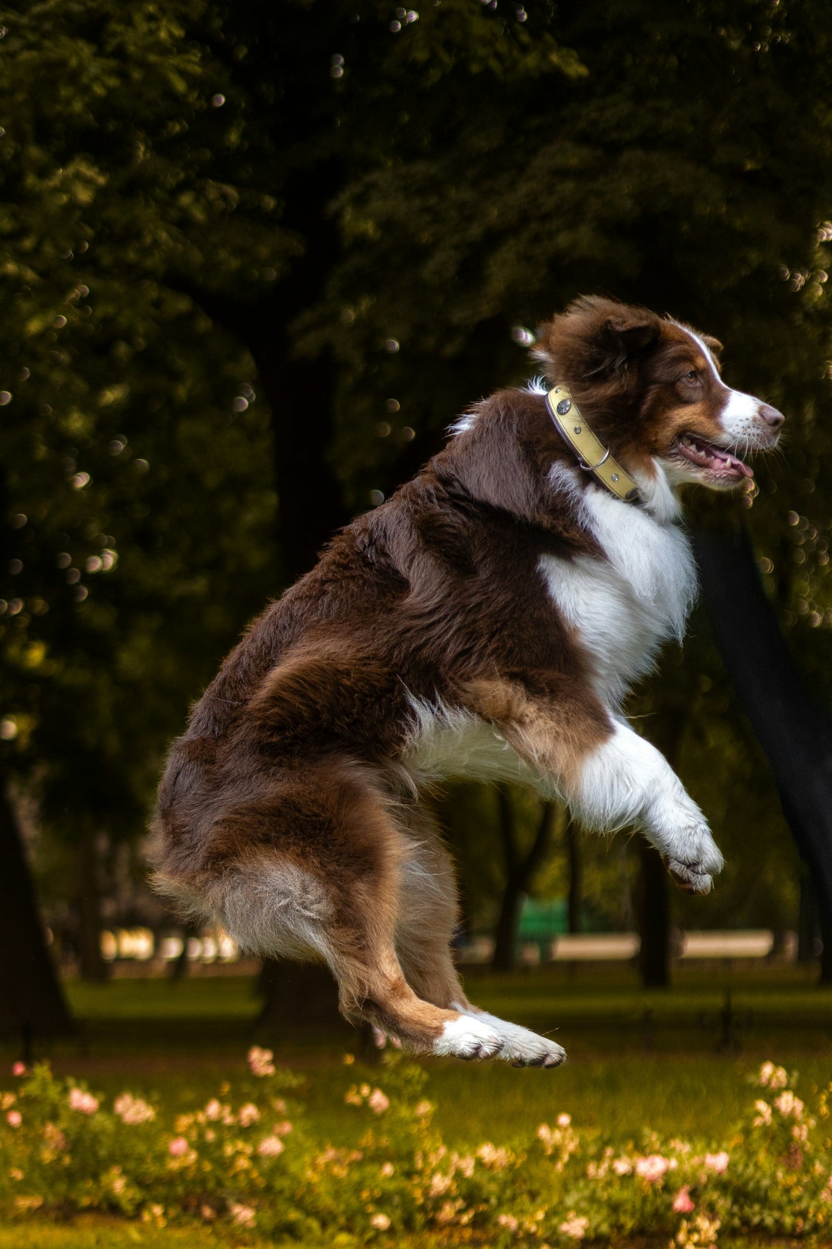 Happy dog mid-leap zoomies in a sunny park
